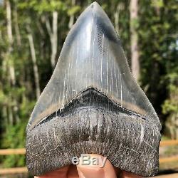 Authentic 4.92 Museum Quality Megalodon Shark Tooth Extinct Fossil (M-96)