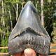 Authentic 4.92 Museum Quality Megalodon Shark Tooth Extinct Fossil (m-96)