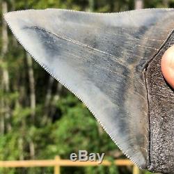 Authentic 4.92 Museum Quality Megalodon Shark Tooth Extinct Fossil (M-96)