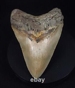 Authentic, 5.15 Fossil Megalodon Shark Tooth Meg Ledge