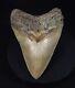 Authentic, 5.15 Fossil Megalodon Shark Tooth Meg Ledge