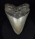Authentic, 5.17 Fossil Megalodon Shark Tooth Meg Ledge