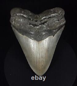 Authentic, 5.17 Fossil Megalodon Shark Tooth Meg Ledge