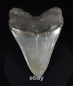 Authentic, 5.17 Fossil Megalodon Shark Tooth Meg Ledge