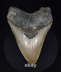 Authentic, 5.70 Fossil Megalodon Shark Tooth Meg Ledge