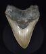 Authentic, 5.70 Fossil Megalodon Shark Tooth Meg Ledge