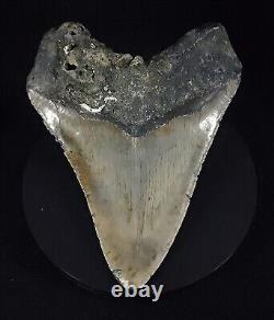 Authentic, 5.70 Fossil Megalodon Shark Tooth Meg Ledge