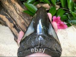 Authentic 5 Megalodon Shark Tooth Fossil
