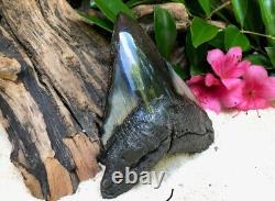 Authentic 5 Megalodon Shark Tooth Fossil
