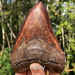 Authentic 6.08 Museum Quality Megalodon Shark Tooth Extinct Fossil (M-58)