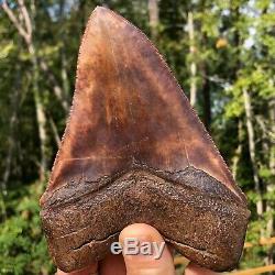 Authentic 6.08 Museum Quality Megalodon Shark Tooth Extinct Fossil (M-58)