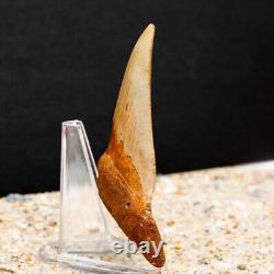Authentic Chubutensis Shark Tooth 4.47 All Natural Fossil