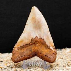 Authentic Chubutensis Shark Tooth 4.47 All Natural Fossil
