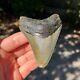Authentic Fossil Megalodon Shark Tooth- 3.38 X 2.65