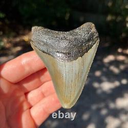 Authentic Fossil Megalodon Shark Tooth- 3.38 x 2.65