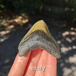 Authentic Fossil Megalodon Shark Tooth- 3.38 x 2.65