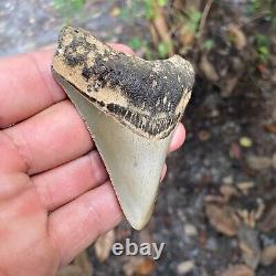 Authentic Fossil Megalodon Shark Tooth-3.60 X 2.98