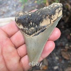 Authentic Fossil Megalodon Shark Tooth-3.60 X 2.98