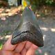 Authentic Fossil Megalodon Shark Tooth- 3.65 X 2.57