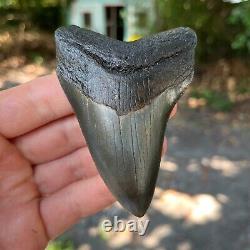 Authentic Fossil Megalodon Shark Tooth- 3.65 x 2.57