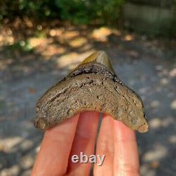 Authentic Fossil Megalodon Shark Tooth- 3.7 x 3.17