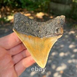 Authentic Fossil Megalodon Shark Tooth- 3.7 x 3.17