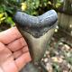 Authentic Fossil Megalodon Shark Tooth- 3.89 X 2.93