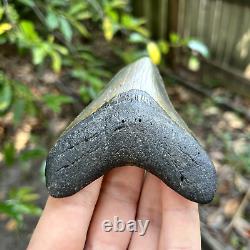 Authentic Fossil Megalodon Shark Tooth- 3.89 X 2.93
