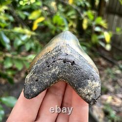 Authentic Fossil Megalodon Shark Tooth- 3.90 X 2.63