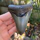Authentic Fossil Megalodon Shark Tooth- 3.98 X 2.98
