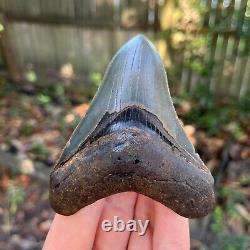 Authentic Fossil Megalodon Shark Tooth- 3.98 x 2.98