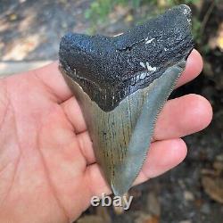 Authentic Fossil Megalodon Shark Tooth-4.06 X 3.02