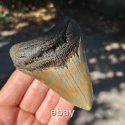 Authentic Fossil Megalodon Shark Tooth- 4.06 x 3.16