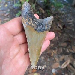 Authentic Fossil Megalodon Shark Tooth-4.12 X 2.95