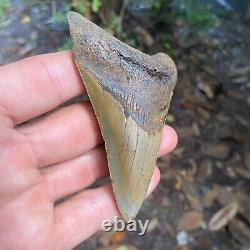 Authentic Fossil Megalodon Shark Tooth-4.12 X 2.95