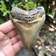 Authentic Fossil Megalodon Shark Tooth- 4.17 X 3.08
