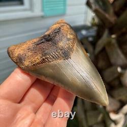 Authentic Fossil Megalodon Shark Tooth- 4.18 x 2.89