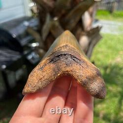 Authentic Fossil Megalodon Shark Tooth- 4.18 x 2.89