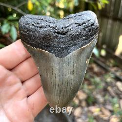Authentic Fossil Megalodon Shark Tooth- 4.26 X 3.21