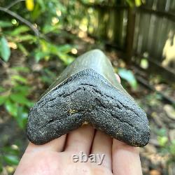 Authentic Fossil Megalodon Shark Tooth- 4.26 X 3.21