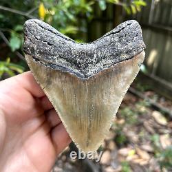Authentic Fossil Megalodon Shark Tooth- 4.26 X 3.44