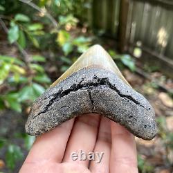 Authentic Fossil Megalodon Shark Tooth- 4.26 X 3.44