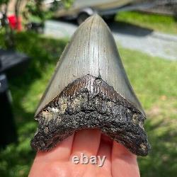 Authentic Fossil Megalodon Shark Tooth- 4.34 x 3.18