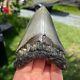 Authentic Fossil Megalodon Shark Tooth- 4.34 X 3.18
