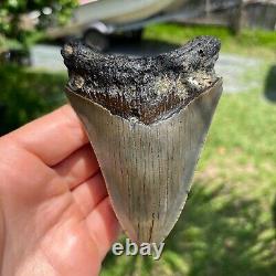 Authentic Fossil Megalodon Shark Tooth- 4.34 x 3.18