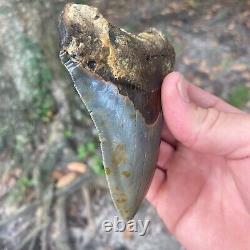 Authentic Fossil Megalodon Shark Tooth- 4.36 X 3.16