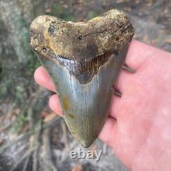 Authentic Fossil Megalodon Shark Tooth- 4.36 X 3.16