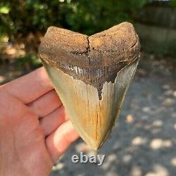 Authentic Fossil Megalodon Shark Tooth- 4.36 x 3.33
