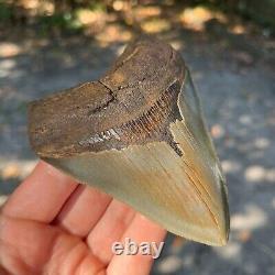 Authentic Fossil Megalodon Shark Tooth- 4.36 x 3.33