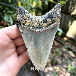 Authentic Fossil Megalodon Shark Tooth- 4.44 X 2.87